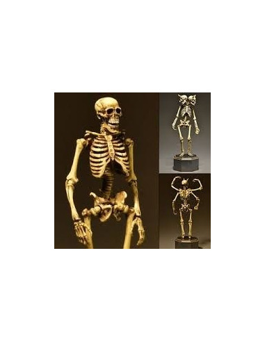 Esqueleto Calavera Demonio 2 Cabezas Full Articulable Wyc